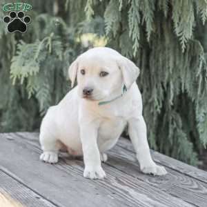 Misty, Yellow Labrador Retriever Puppy