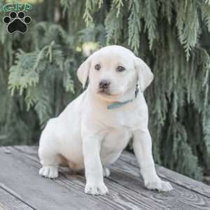 Misty, Yellow Labrador Retriever Puppy