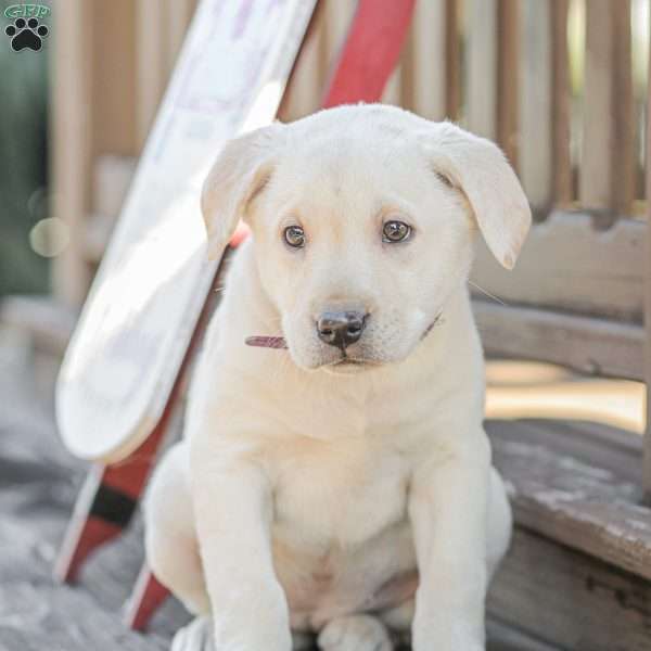 Mindy, Yellow Labrador Retriever Puppy