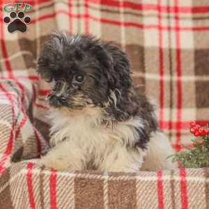 Jeremy, Cavapoo Puppy