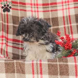 Jeremy, Cavapoo Puppy