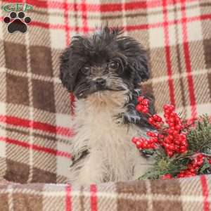 Jeremy, Cavapoo Puppy