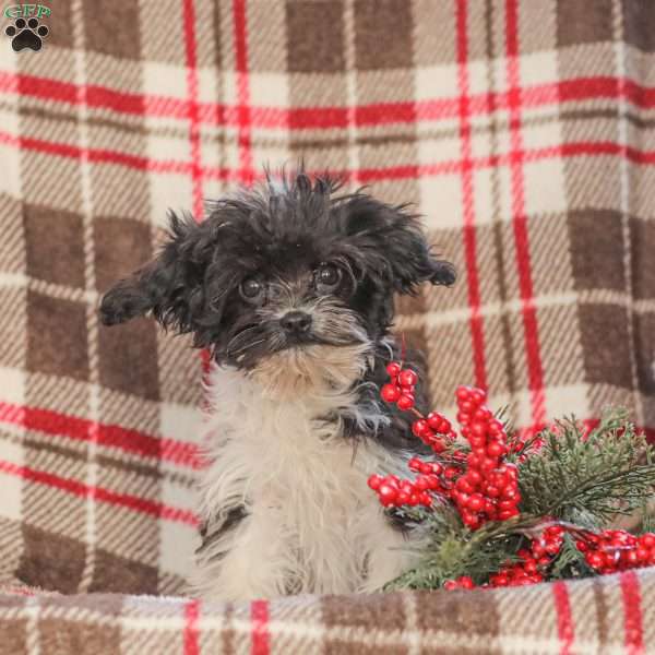 Jeremy, Cavapoo Puppy