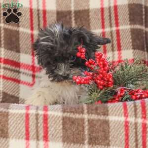 Jeremy, Cavapoo Puppy