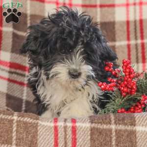 Johnny, Cavapoo Puppy