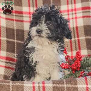 Johnny, Cavapoo Puppy