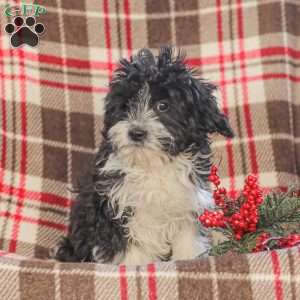 Johnny, Cavapoo Puppy