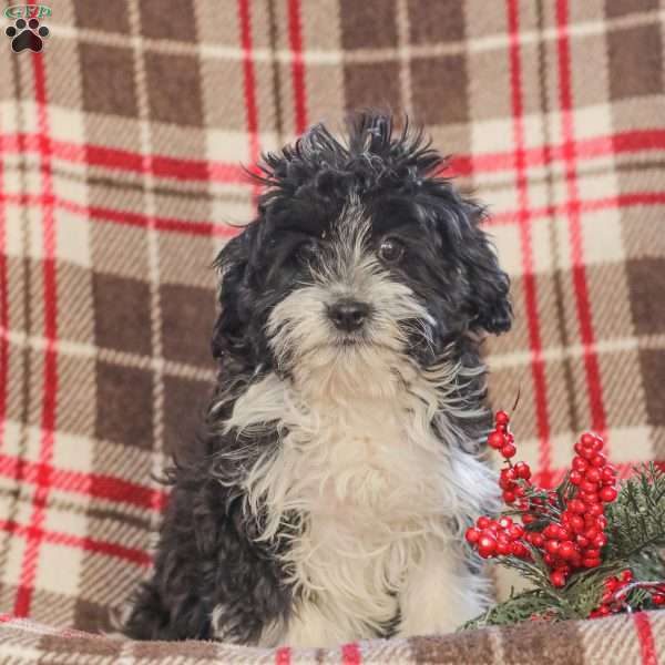 Johnny, Cavapoo Puppy