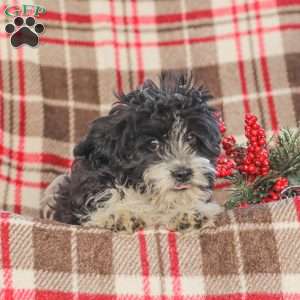 Johnny, Cavapoo Puppy