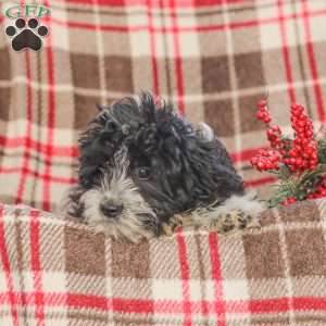 Johnny, Cavapoo Puppy