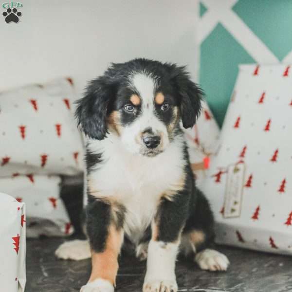 Damien, Australian Shepherd Puppy