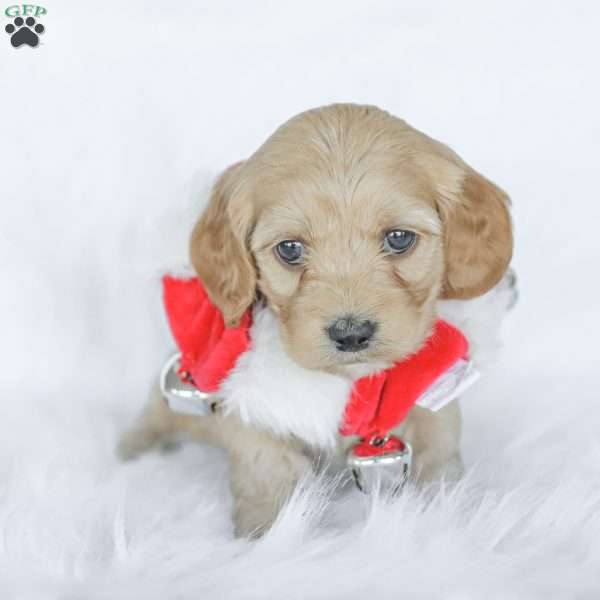 Mo, Cockapoo Puppy