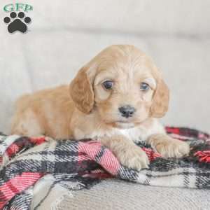 Mo, Cockapoo Puppy