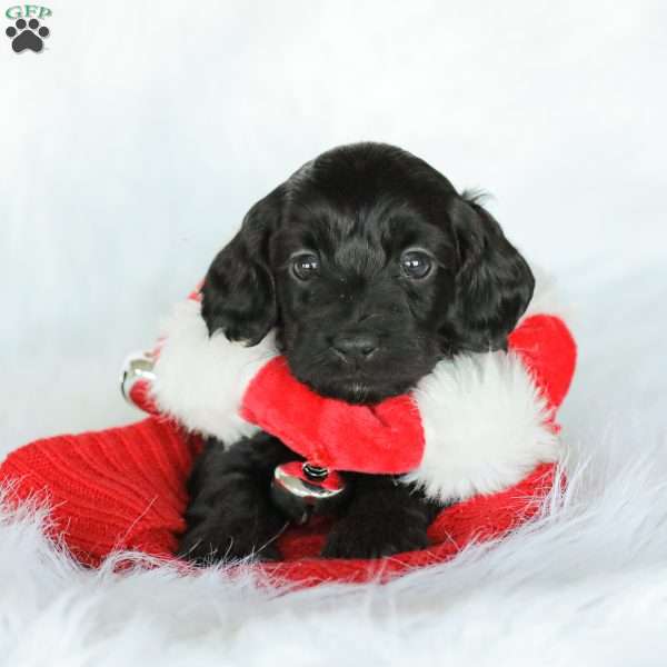 Miles, Cockapoo Puppy