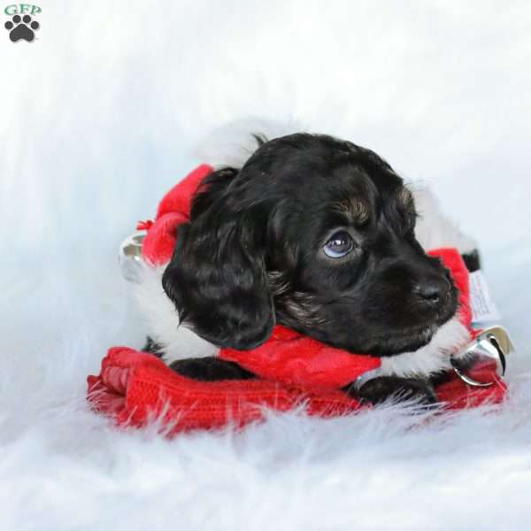 Murphy, Cockapoo Puppy