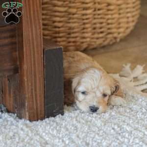 Marco, Cockapoo Puppy