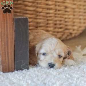 Marco, Cockapoo Puppy