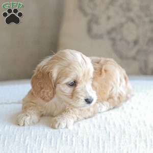 Marco, Cockapoo Puppy