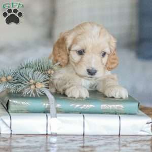 Marco, Cockapoo Puppy