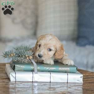 Marco, Cockapoo Puppy