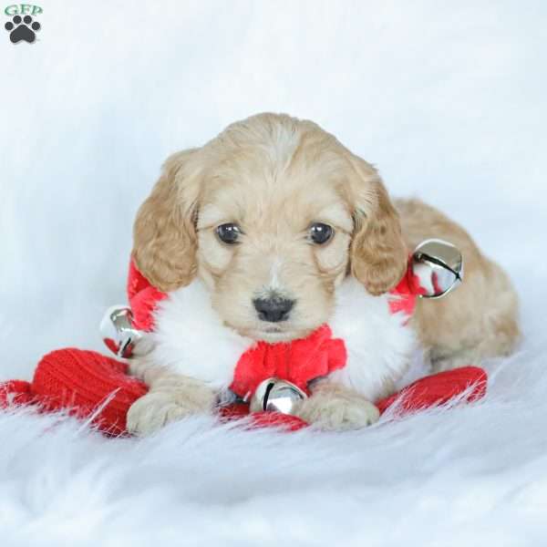 Marco, Cockapoo Puppy