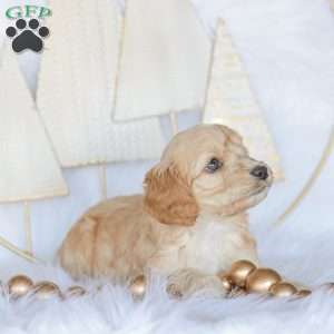 Marco, Cockapoo Puppy