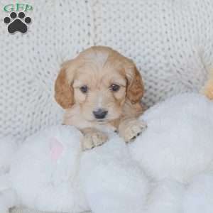 Marco, Cockapoo Puppy