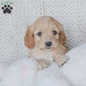 Marco, Cockapoo Puppy