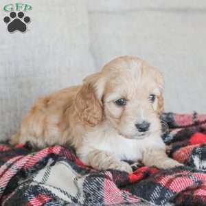 Marco, Cockapoo Puppy