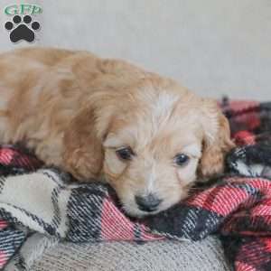 Marco, Cockapoo Puppy