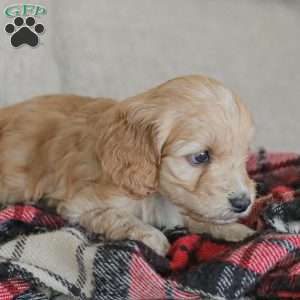 Marco, Cockapoo Puppy