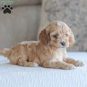 Nova, Cockapoo Puppy