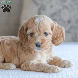 Nova, Cockapoo Puppy