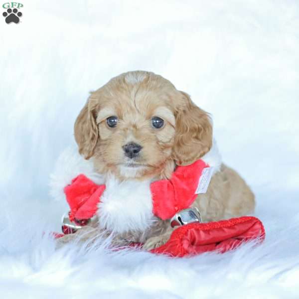 Nova, Cockapoo Puppy