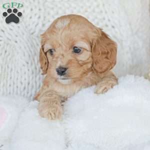 Nova, Cockapoo Puppy