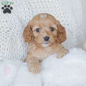 Nova, Cockapoo Puppy