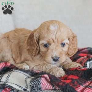 Nova, Cockapoo Puppy