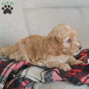 Nova, Cockapoo Puppy