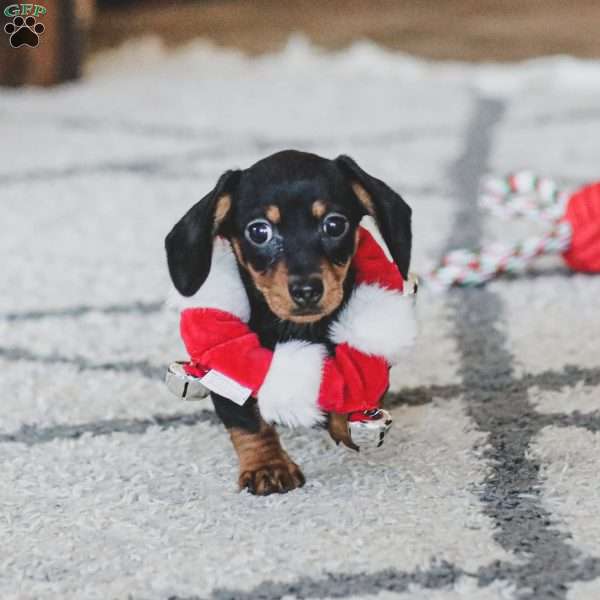 Paisley- Mini, Dachshund Puppy