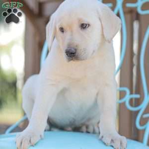 Moby, Yellow Labrador Retriever Puppy