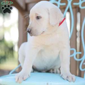 Moby, Yellow Labrador Retriever Puppy