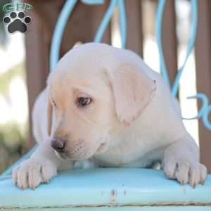 Moby, Yellow Labrador Retriever Puppy