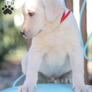 Moby, Yellow Labrador Retriever Puppy