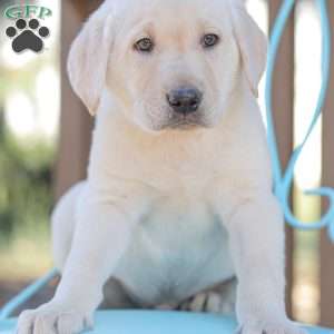 Moby, Yellow Labrador Retriever Puppy