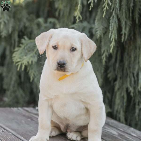 Molly, Yellow Labrador Retriever Puppy