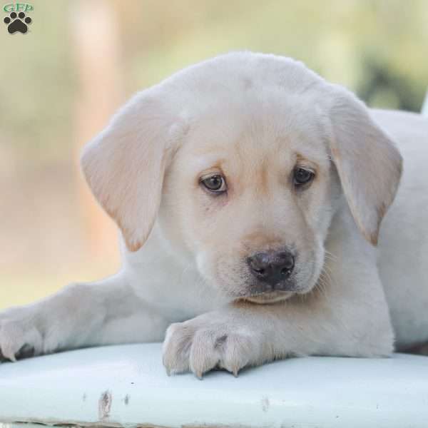 Maverick, Yellow Labrador Retriever Puppy