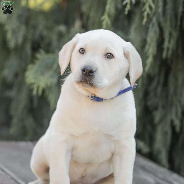 Mojo, Yellow Labrador Retriever Puppy