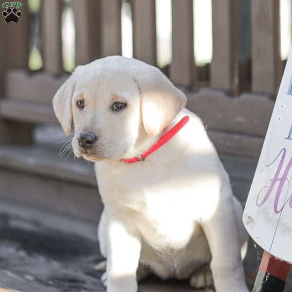 Maybelle, Yellow Labrador Retriever Puppy