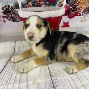 Jordan, Australian Shepherd Puppy