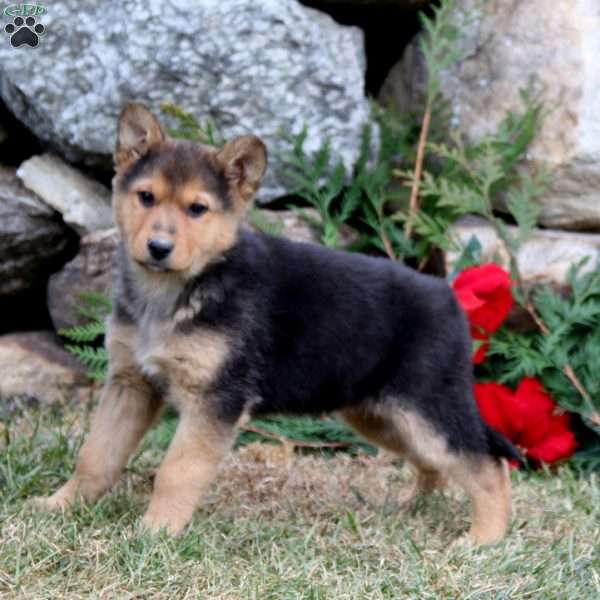 Abagail, German Shepherd Puppy